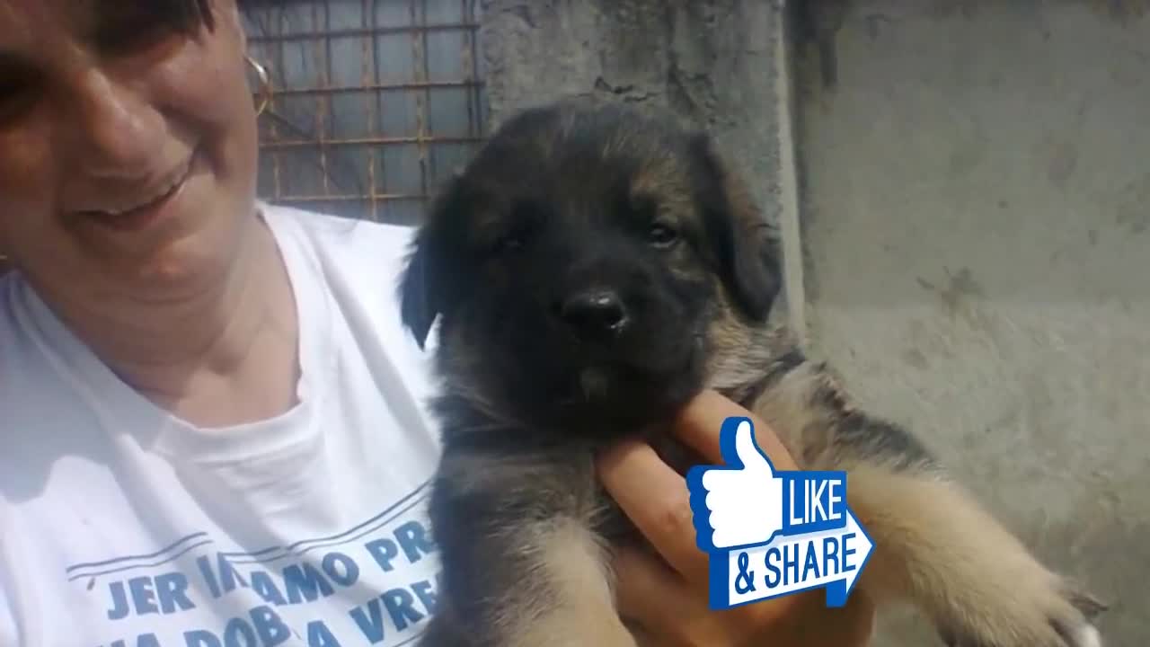 People Said This Dog Was Guarding Her Owner’s Grave. But watch until the end!