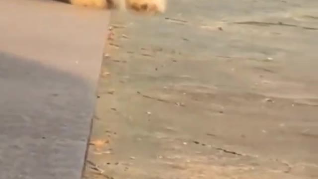 Cute dogs falling over