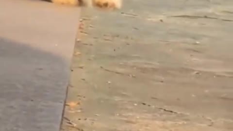 Cute dogs falling over