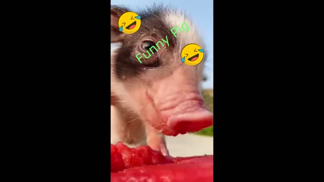 Funny pig eating watermelon