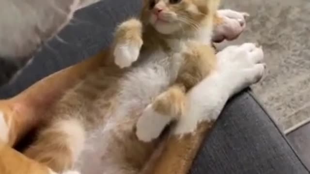 Funny and cute dogs and cat videos