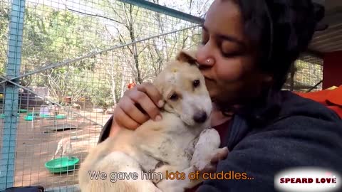 RESCUE STRAY PUPPY