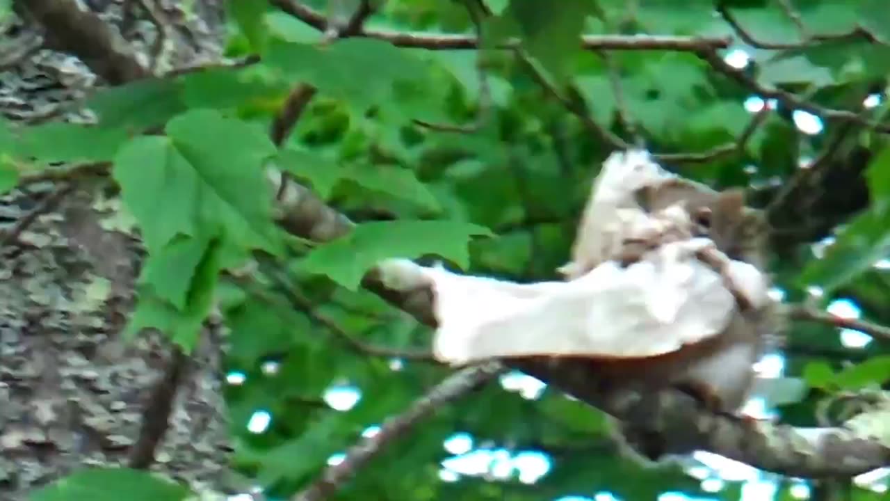 Red Squirrel loves paper
