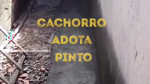 Cachorro adota pinto