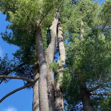 ISN'T THIS MESMERIZING? #explore