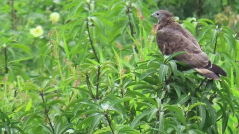 food for crested honey buzzard