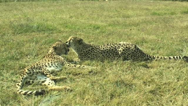 Animals leopard #animals #WildLifeVideos #AnimalVideos #WildlifePhotography