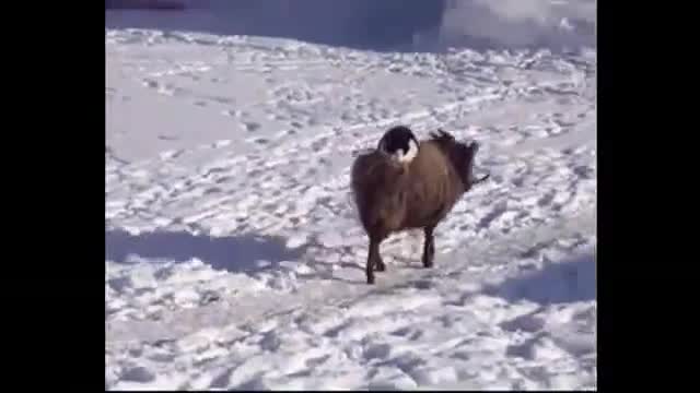 Cat riding on sheep