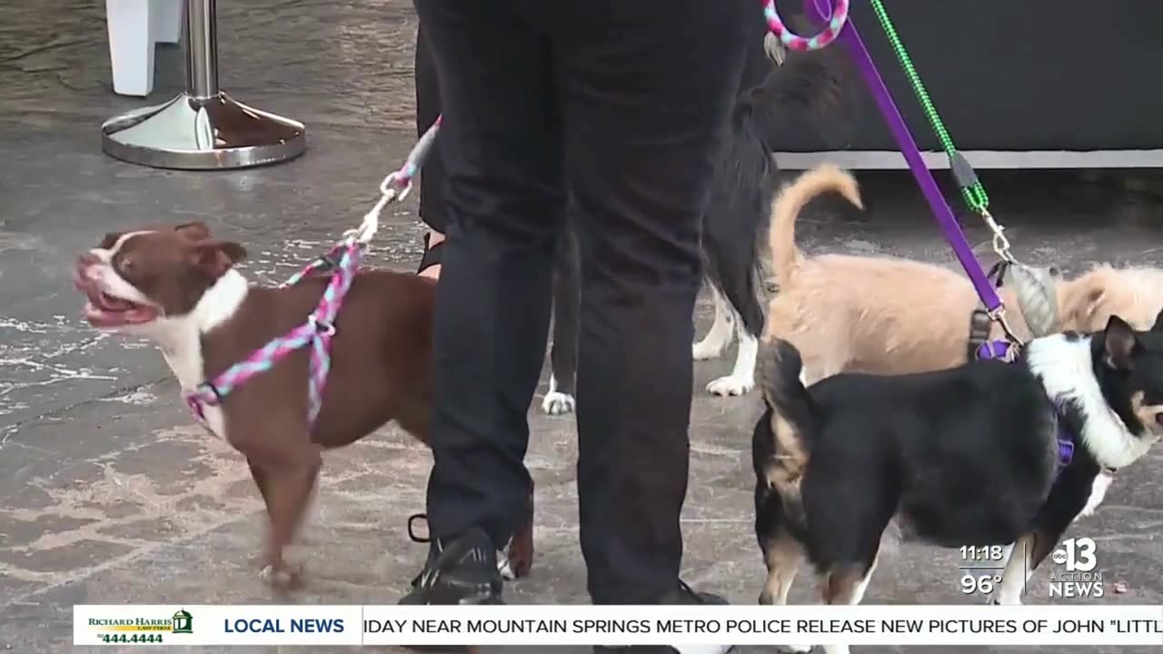 Funny, Cute and Show stealing animals