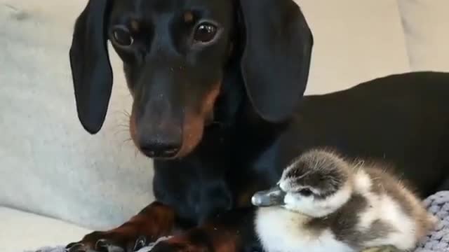 Black dog and newborn duckling.