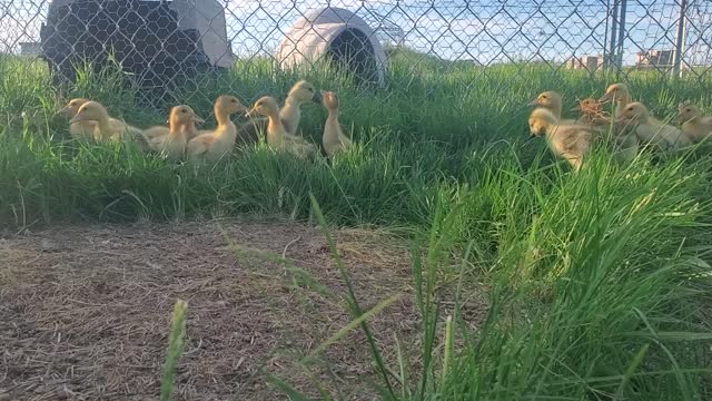 Ducklings in the grass.