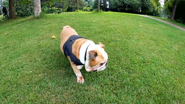 Walking The cute white Dog In The Park