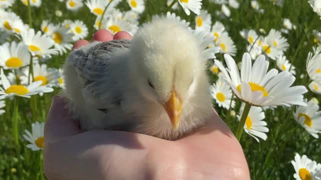 cute chick sitting on hand