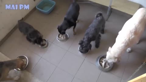Cute dogs