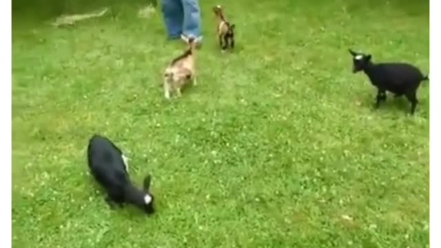 I bet you figure out which goat has ADHD