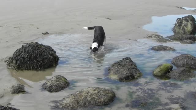 MY DOG KAYLIE TRYING TO DIG OUT A ROCK