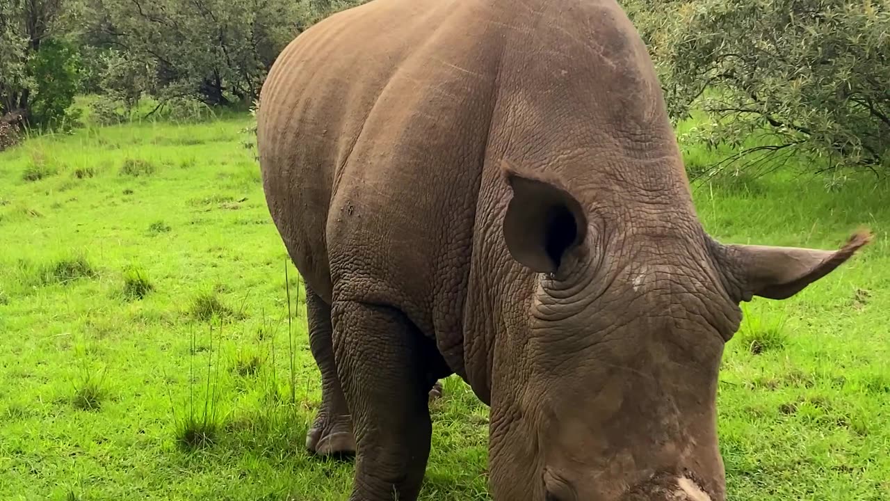 Rhinoceros Eating Green Grass