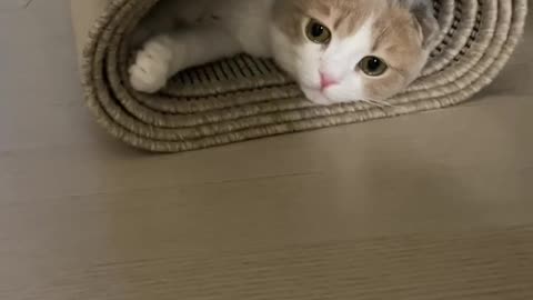 A cat in a carpet