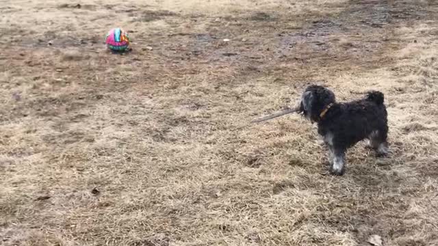 A puppy and his toys