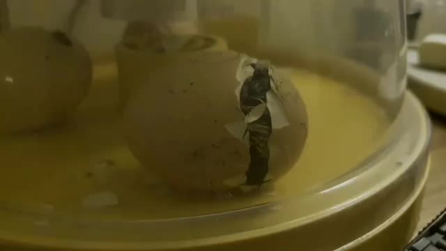 Hatching Egg of Asheel Shamo Chicken.