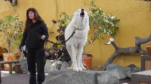 White Arctic Wolf Howling