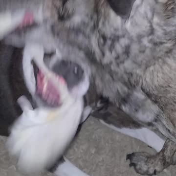 Who's making "That" sound? That's a first