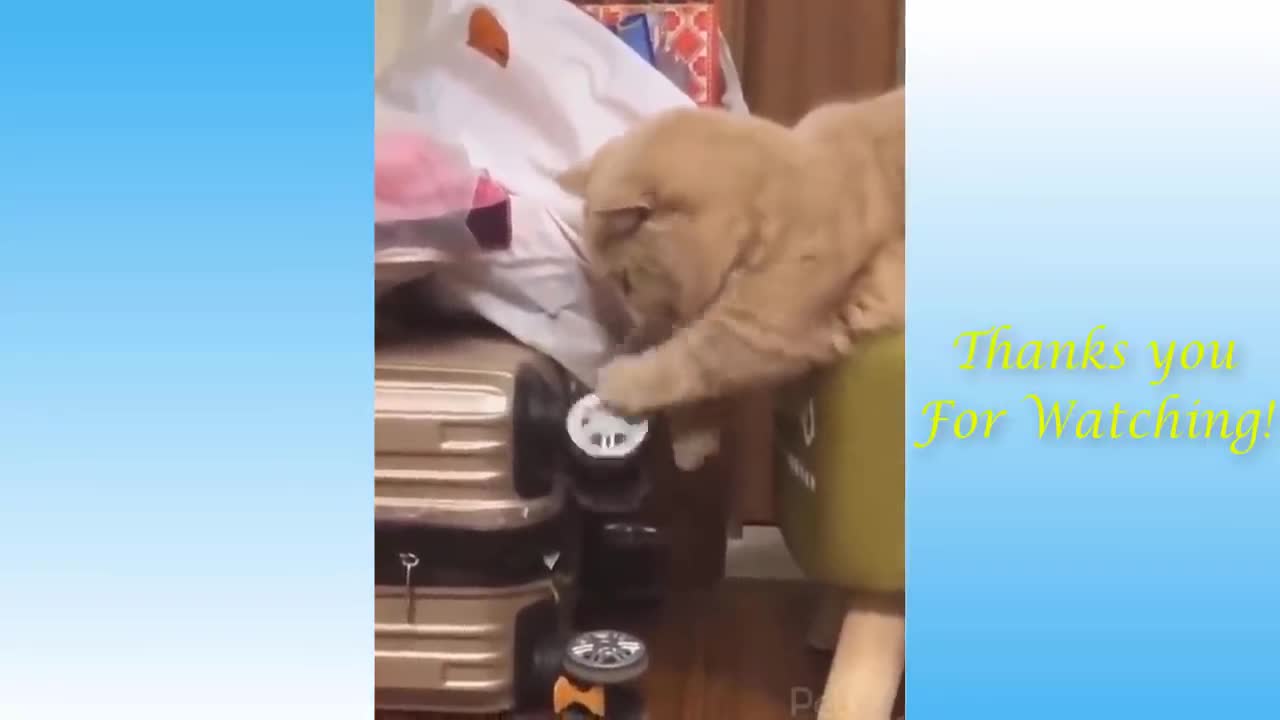 Top Funny Cat Videos of The Weekly - TRY NOT TO LAUGH #17 _ Pets Garden