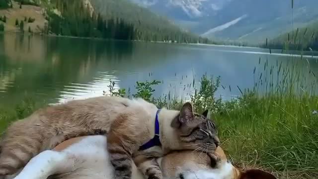 I wish everyone to live like this😍 - like this cat with a dog