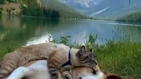 I wish everyone to live like this😍 - like this cat with a dog