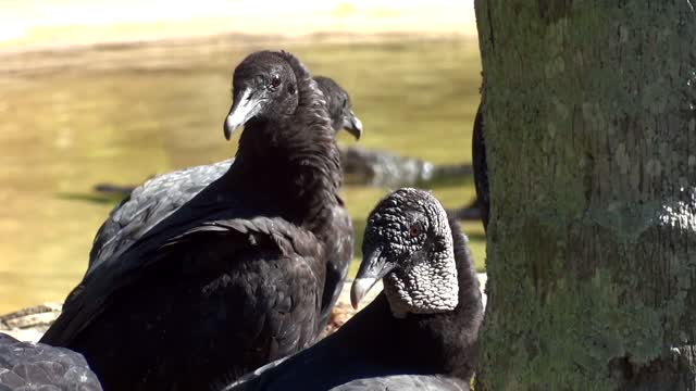 Shots of black eagles having fun