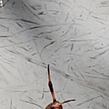 Flock it Farm: Flocking neighbors moved in