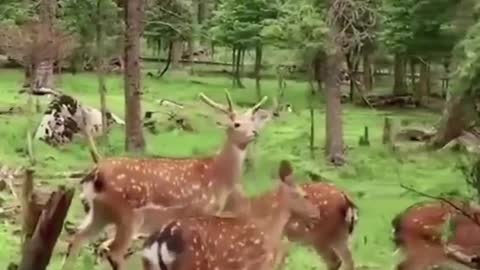 Friendly deer show up on women's is property to hang out and green forests.