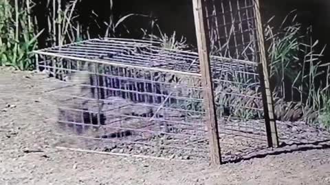 Fox and bird