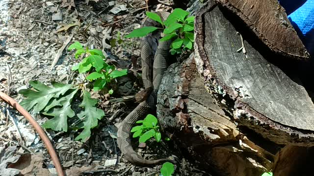 Copperhead Rattle Snakes - Love My Tool Tent