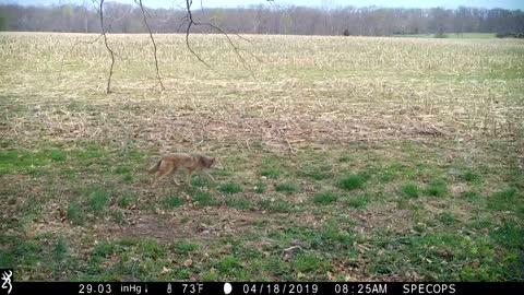 Wile E Coyote in search of a meal