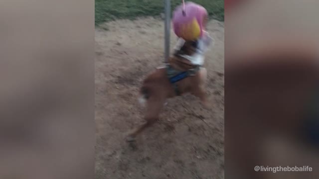 Active bulldog loves to exercise with tether ball