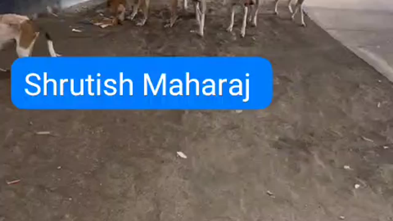 Feeding Stray Dogs