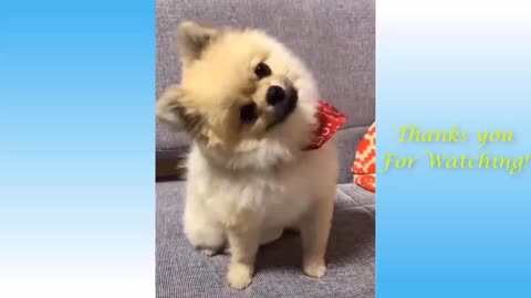 Cute puppy is rotating his head