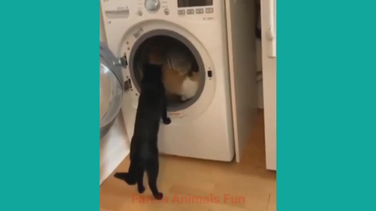 Funny Animal Viedo 2022 Best Funny Animal Videos