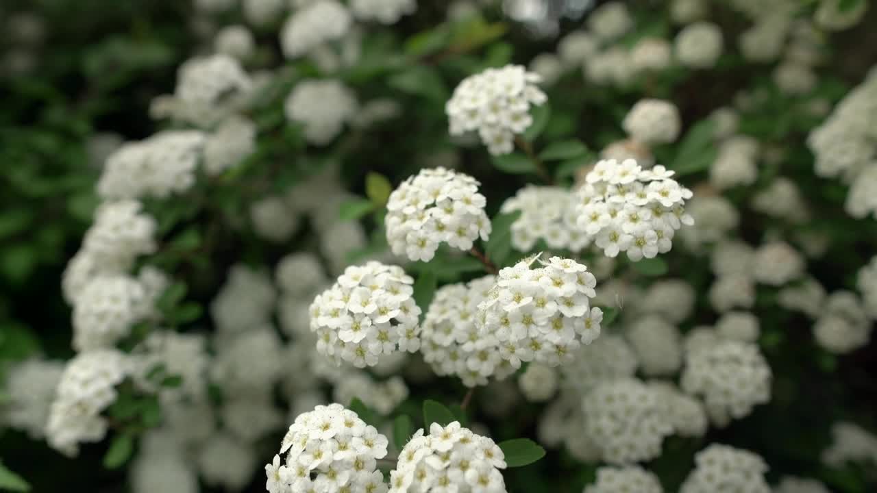 White flowers