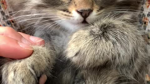 A person massaging kittens paw to relax it.