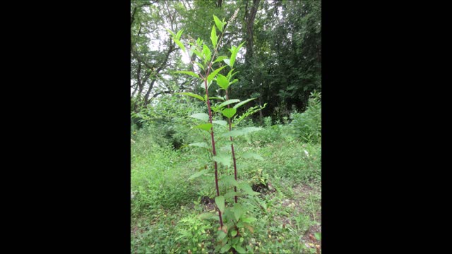 Traditional Healing Pokeweed 2021