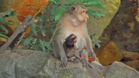 4K Quality Animal Footage - Monkeys Beautiful