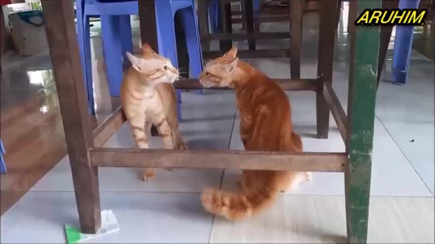 Cat fight video