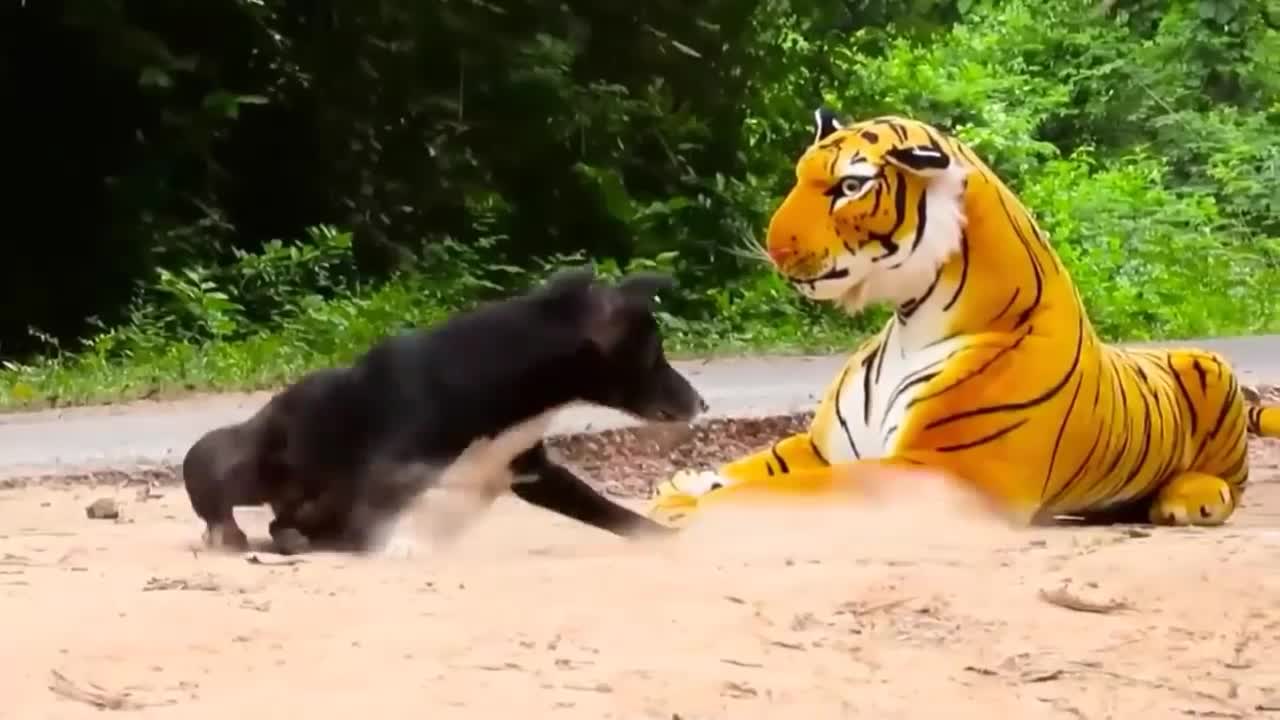 Dog vs Fake Tiger Verry Funny Video.