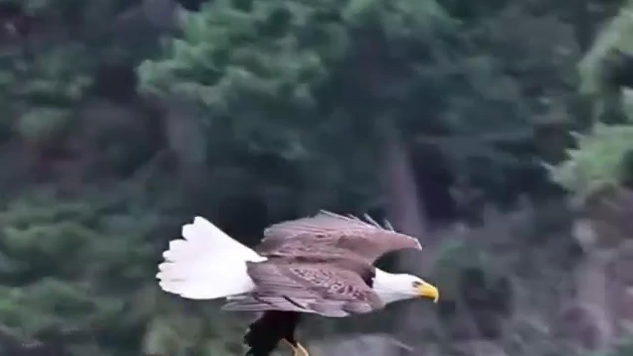 Eagle