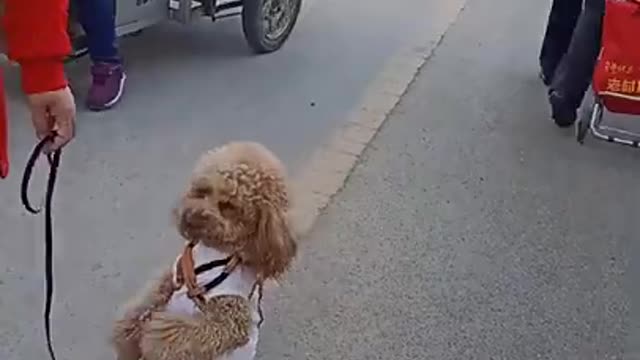 Dancing puppy