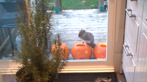 Pumpkin seeds thief squirrel