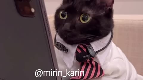 Corporate Cat