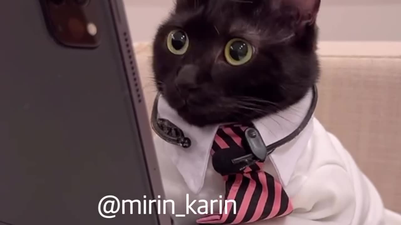 Corporate Cat